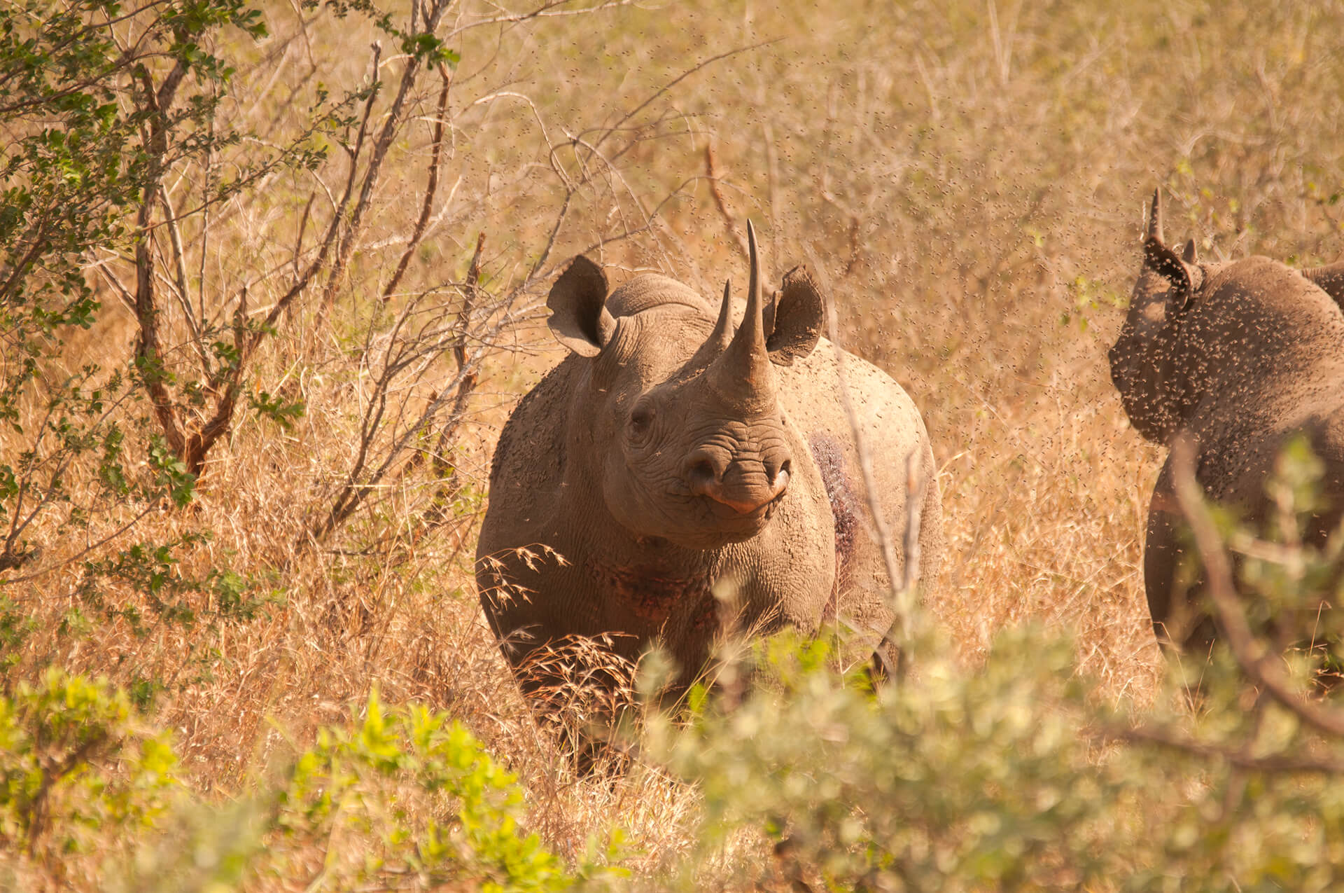 Wilderness Foundation Wild Rhino Rehabilitation Programme