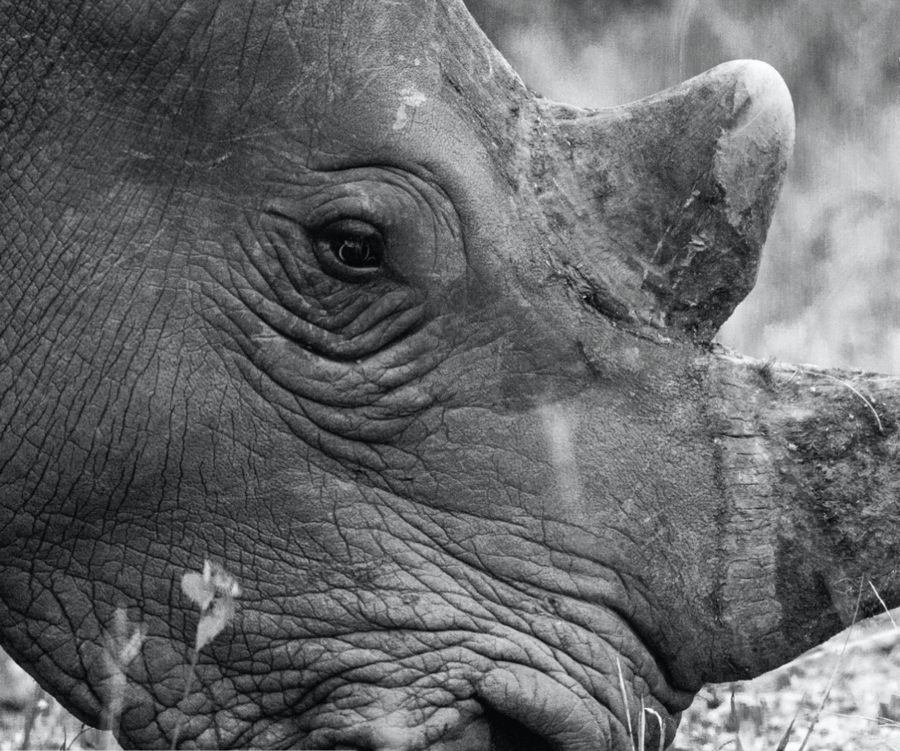 Biodiversity Management Agreement Tax Incentive Pilot Project_Rhino